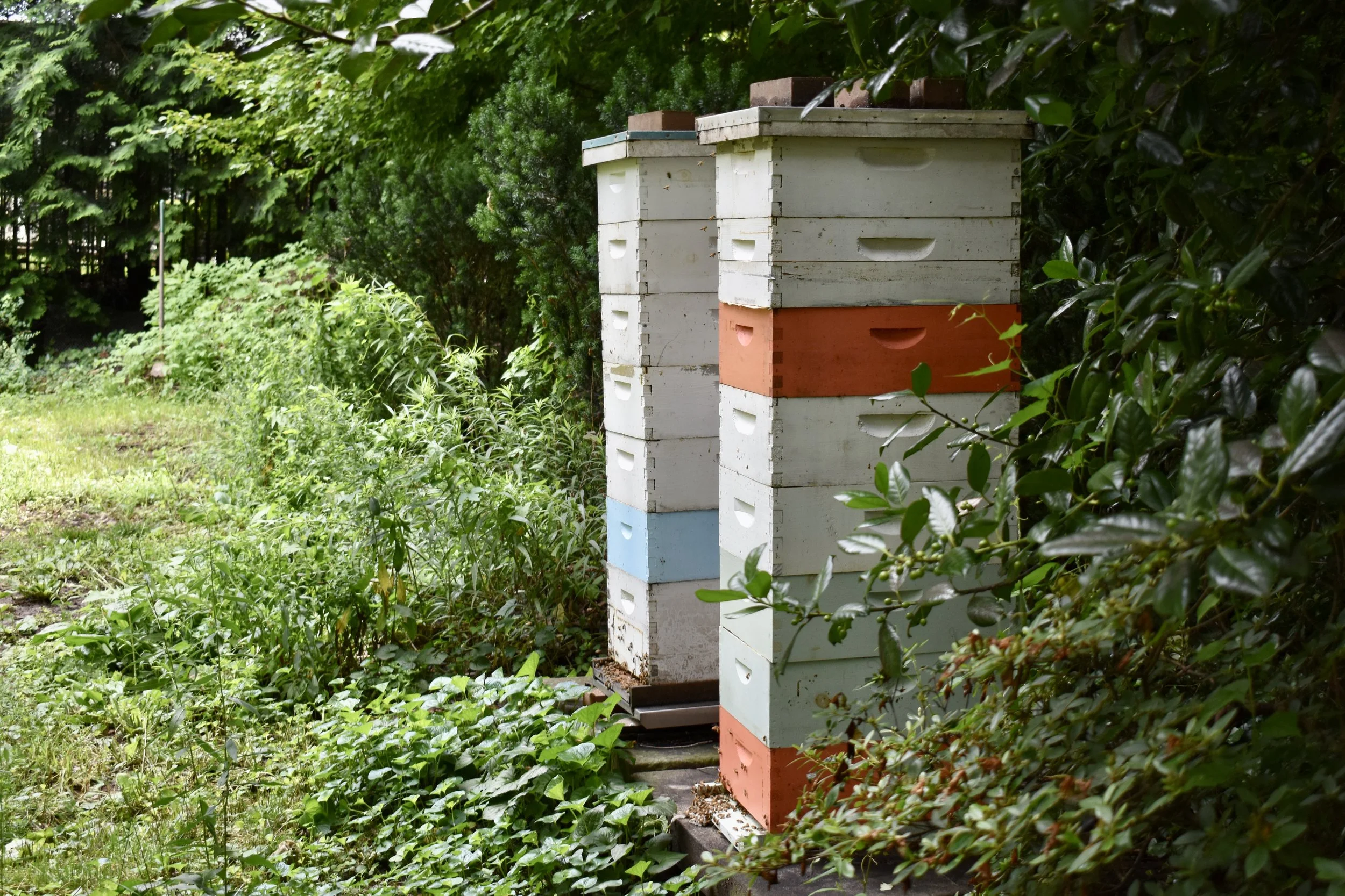 Hives at the British Ambassador’s residence as part of a traditional British garden. Photo by Molly McCluskey.