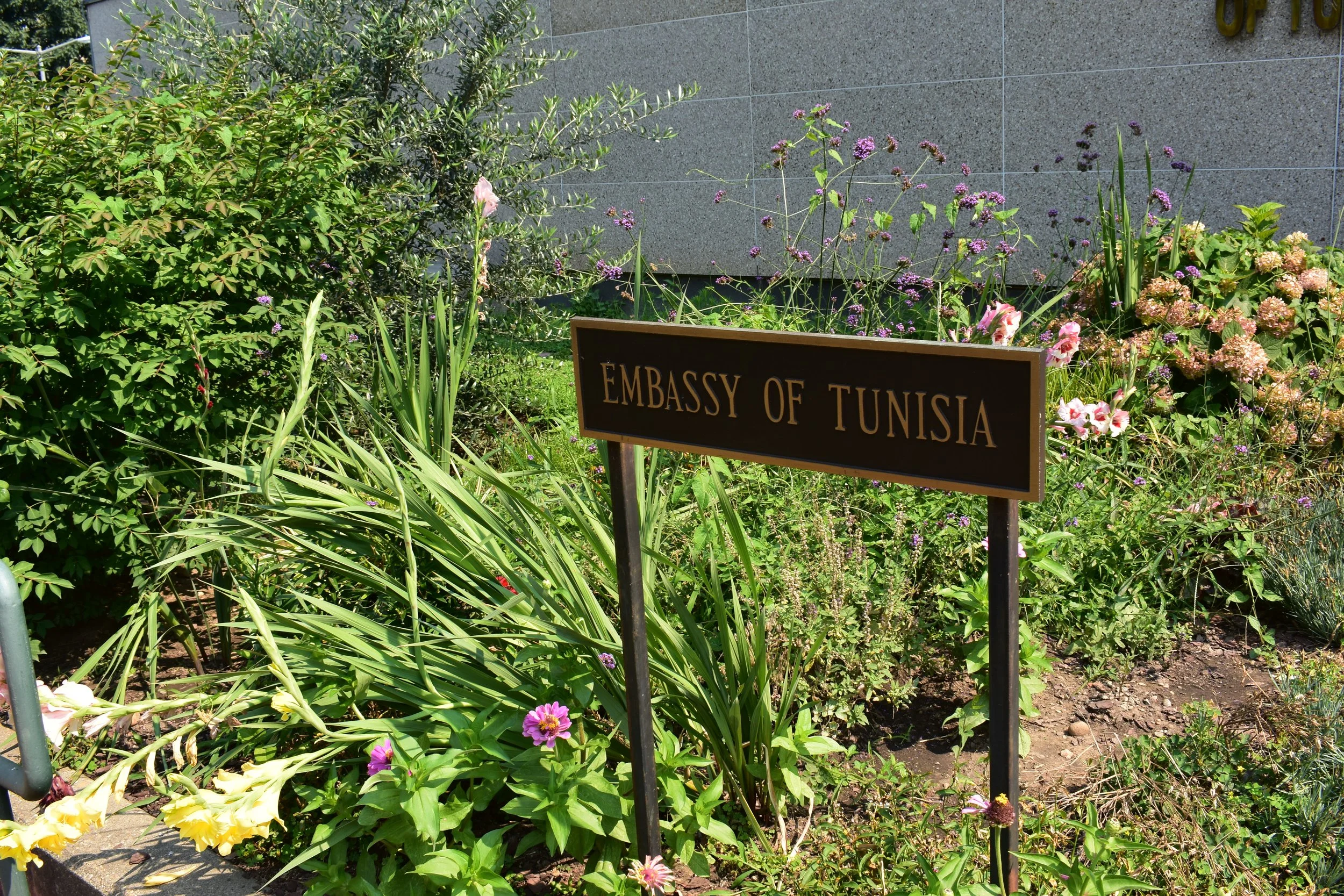 The Embassy of Tunisia keeps pollinator gardens at its location on Massachusetts Ave, one of the few embassies on Embassy Row to do so. Photo by Molly McCluskey.