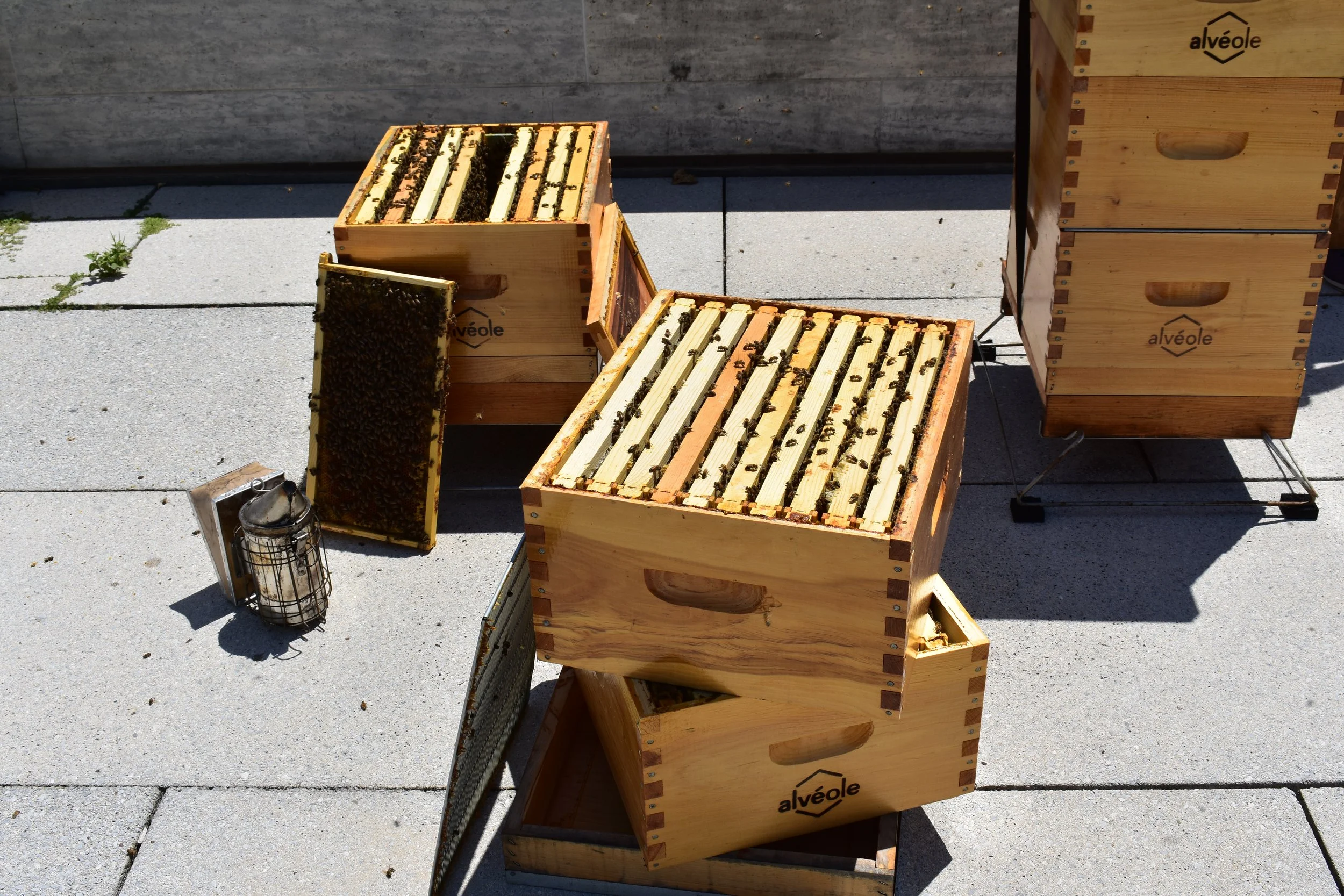 The Canadian government partnered with a Montreal-based social beekeeping company to hosts hives on the embassy's roof. Photo by Molly McCluskey.
