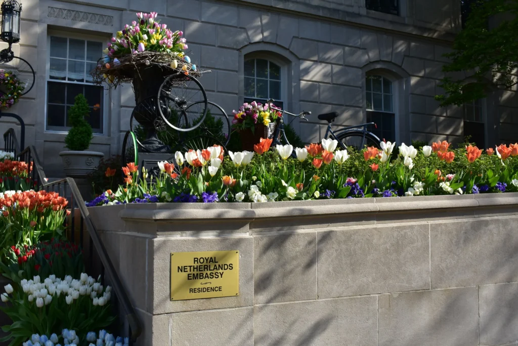 Kalorama’s Dutch Beauty Riot
