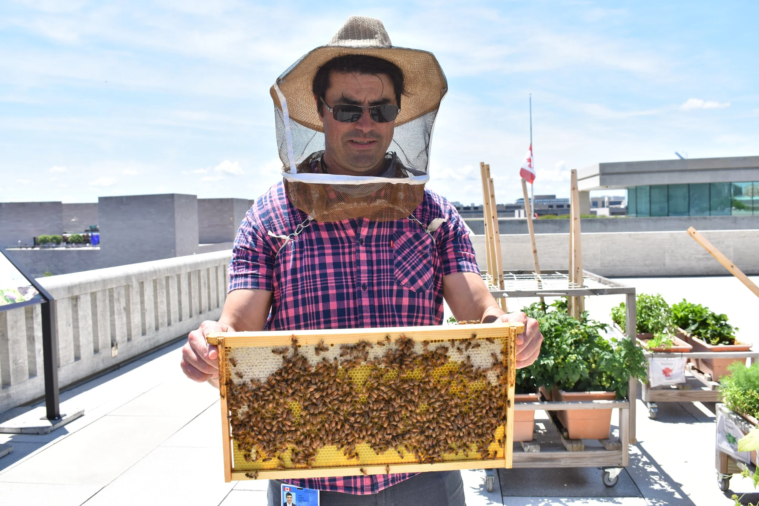At the Canadian Embassy, beehives complement pollinator and vegetable gardens as part of an overall sustainability program. Photo by Molly McCluskey.