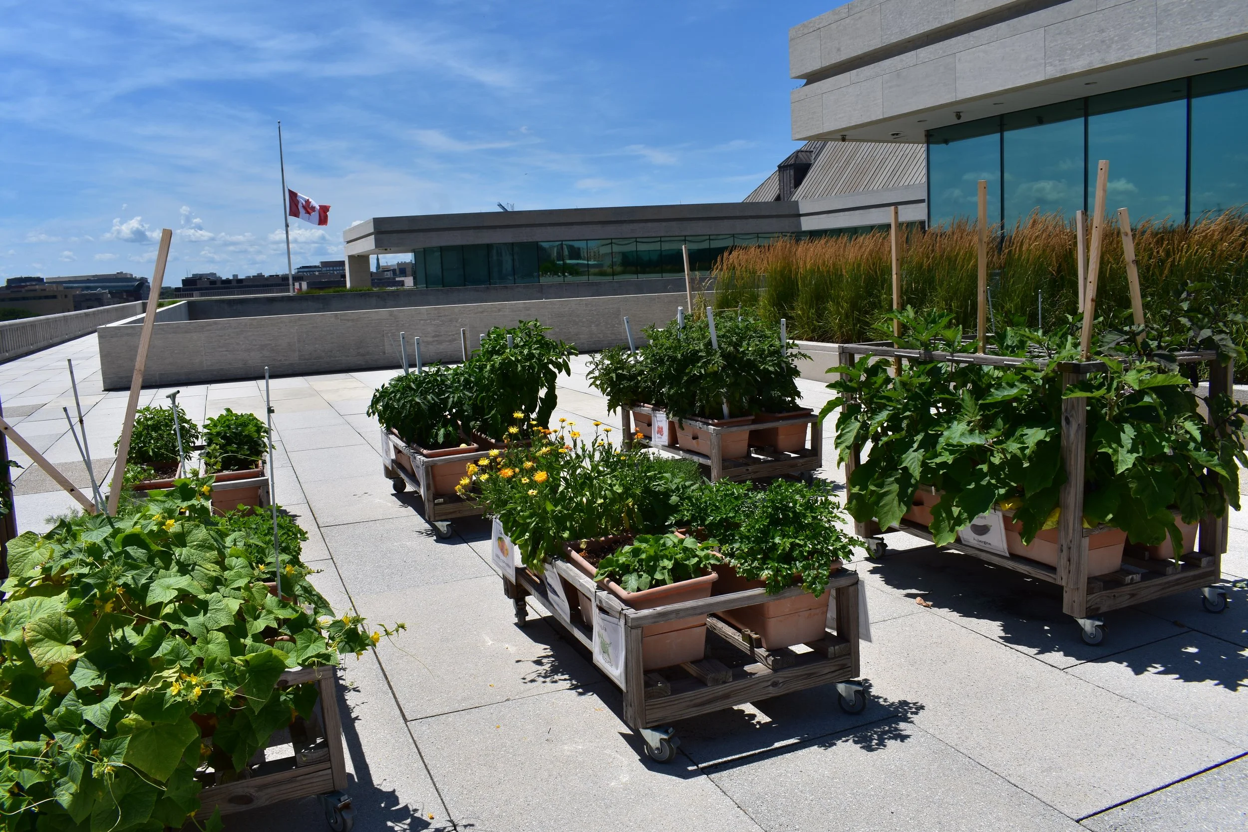 A green roof hosts bees, a butterfly sanctuary and a thriving container garden. Photo by Molly McCluskey.