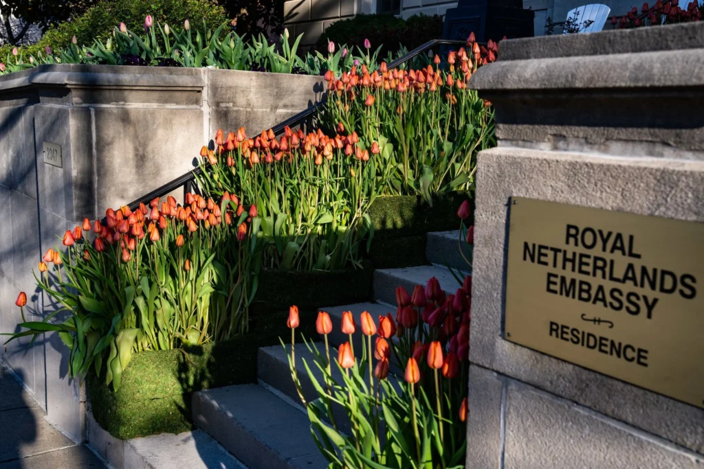 Dutch Tulip Days Commemorate End of WWII